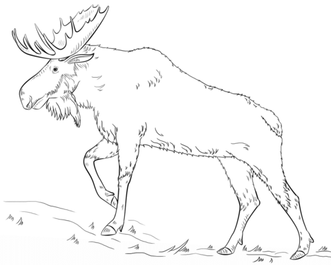 Walking Moose Coloring Page